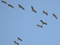 2016-05-09 10h42m54 - Kraanvogels - Pierre Bernard